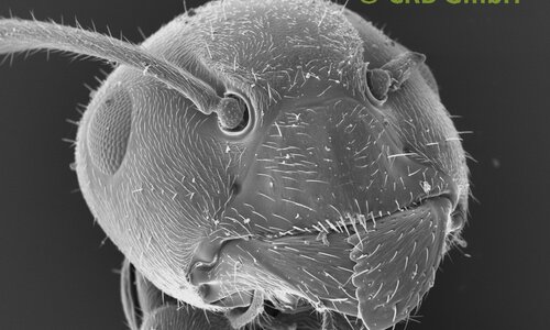 Nuestra imagen favorita - La hormiga - Ancho de la imagen aprox. 1 mm | © CRB Analysis Service GmbH