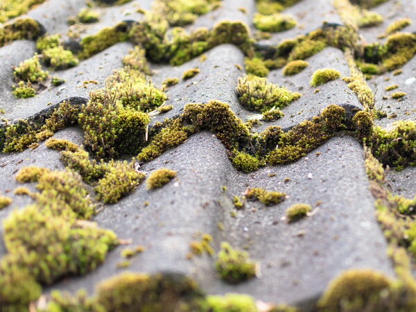 Cleaning an asbestos roof
